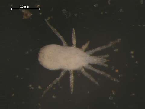 Image of Phytoseiidae