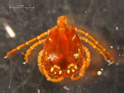 Image of ticks