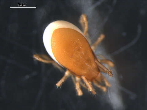 Image of mesostigmatan mites