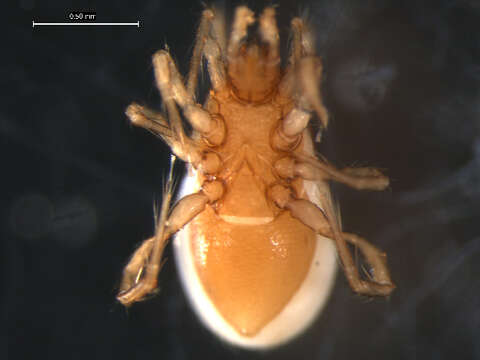 Image of mesostigmatan mites