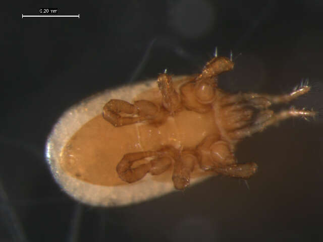 Image of mesostigmatan mites