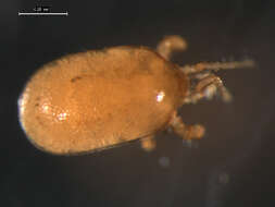 Image of mesostigmatan mites