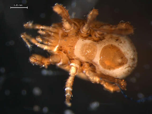 Image of Macrochelidae