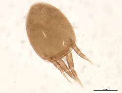 Image of Hygrobatidae