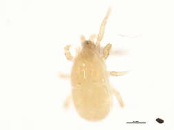 Image of Ascidae