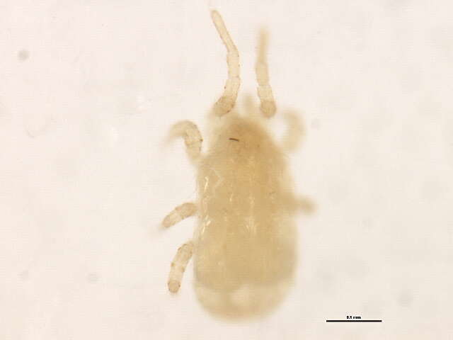 Image of Ascidae