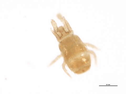 Image of Pygmephoridae