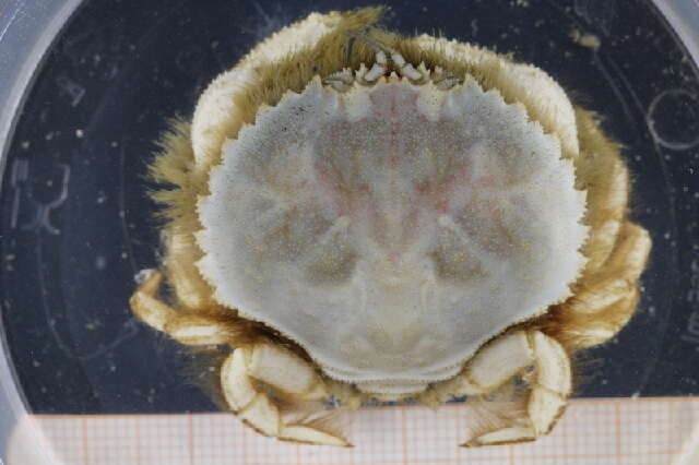 Image of circular crabs