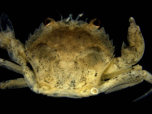 Image of Liocarcinus Stimpson 1871