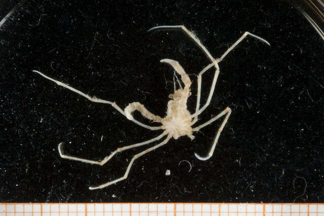 Image of Decorator spider crab