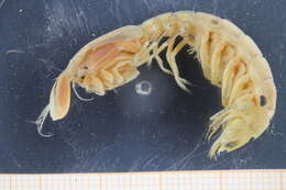 Image of mantis shrimps