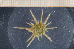 Image of Cidaroidea Smith 1984