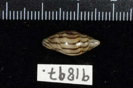 Marginella cleryi Petit de la Saussaye 1836的圖片