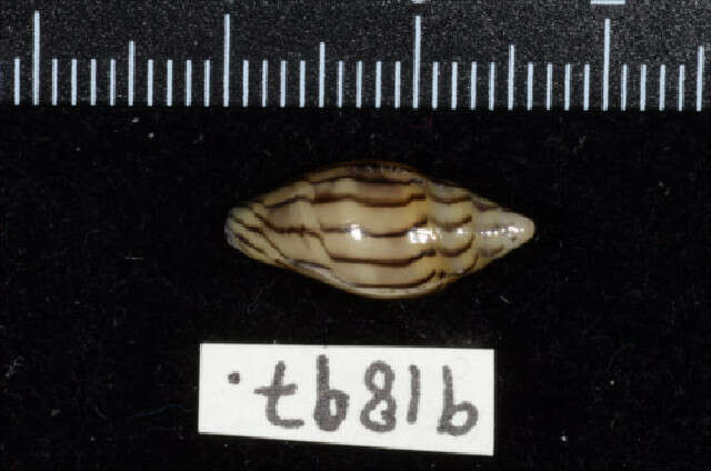 Image of Marginella cleryi Petit de la Saussaye 1836