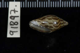 صورة Marginella cleryi Petit de la Saussaye 1836