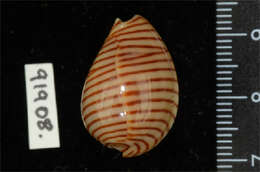 صورة Persicula cingulata (Dillwyn 1817)