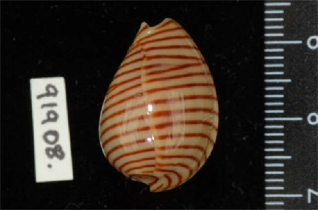 Image of belted margin shell