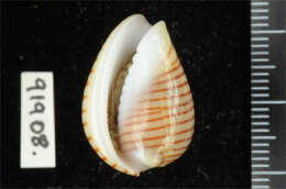 Image of belted margin shell