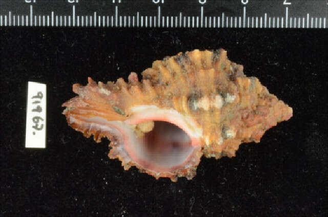 Image of rosy-mouth murex