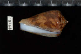 Image of Agate Cone