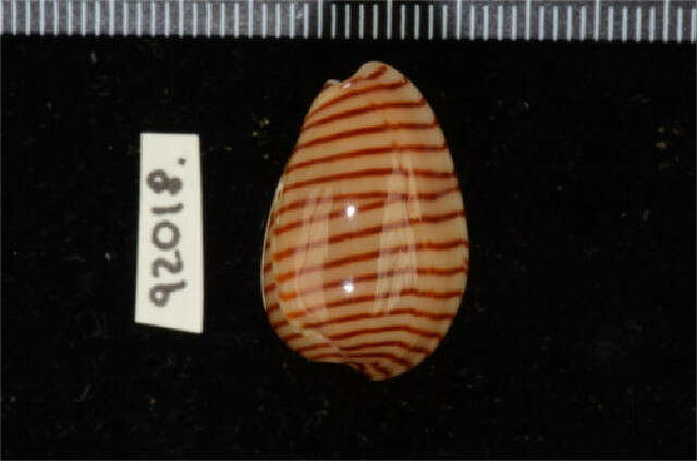 Image of belted margin shell