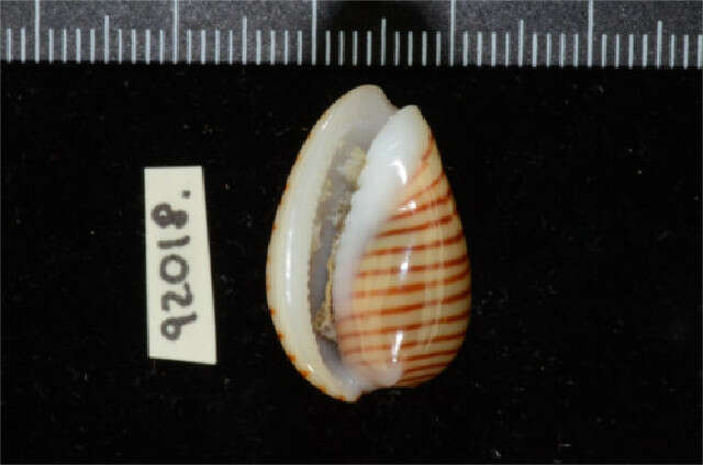 Image of belted margin shell