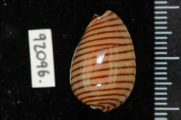 Image of belted margin shell