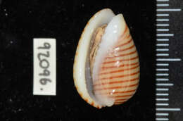 Image of belted margin shell