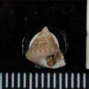 Image of Clelandella miliraris