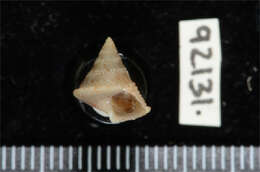 Image of Calliostoma granulatum (Born 1778)
