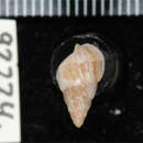 Image of Nassarius sesarma