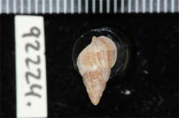 Image of Nassarius sesarma