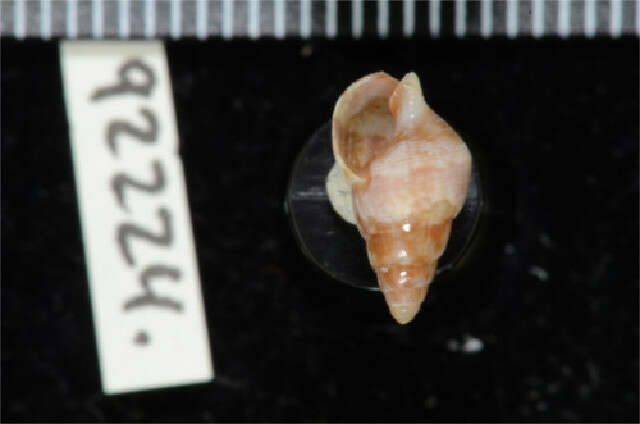 Image of Nassarius sesarma