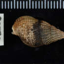 Image of Nassarius cf. muelleri