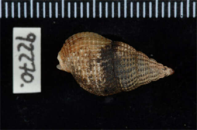 Image of Nassarius cf. muelleri