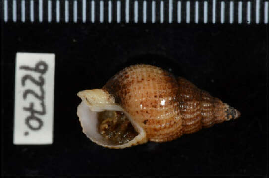 Image of Nassarius cf. muelleri