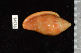 Image of shiny marginella