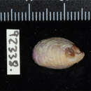 Image of Crepidula porcellana Lamarck 1801