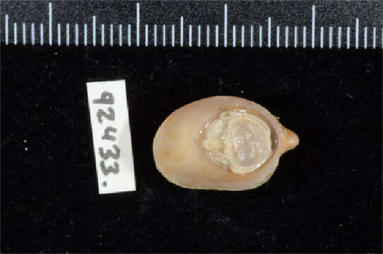 Crepidula porcellana Lamarck 1801的圖片