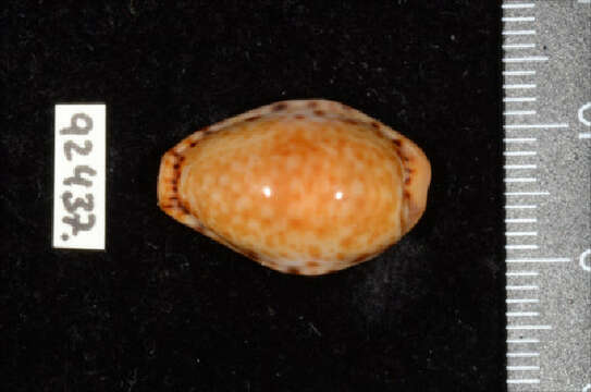 Image of Naria spurca (Linnaeus 1758)