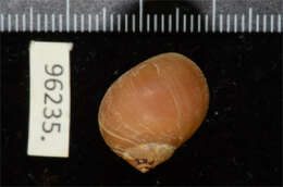 Image of dark necklace shell