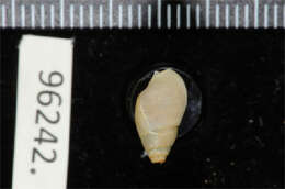 Image of Nassarius megalocallus Adam & Knudsen 1984