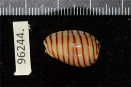 Image of belted margin shell