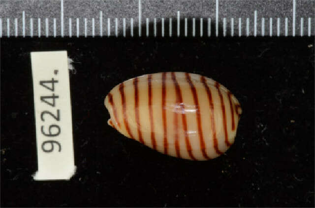 صورة Persicula cingulata (Dillwyn 1817)