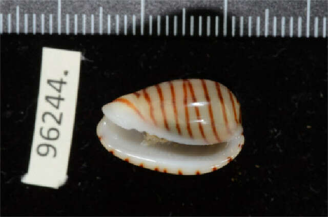 Image of belted margin shell