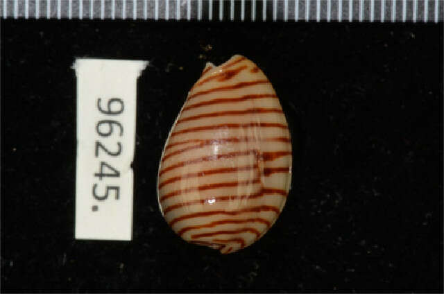 Image of Cystiscidae Stimpson 1865