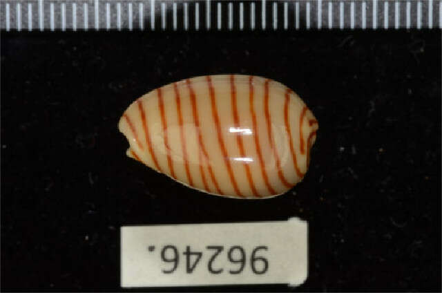 Image of belted margin shell