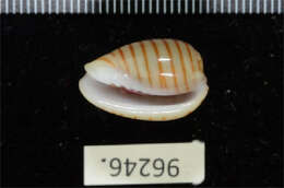 Image of belted margin shell