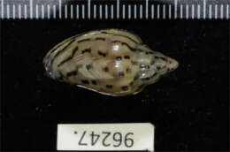 Image of Glabella nodata (Hinds 1844)
