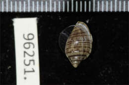 Image of Marginella marimba Gofas & F. Fernandes 1994